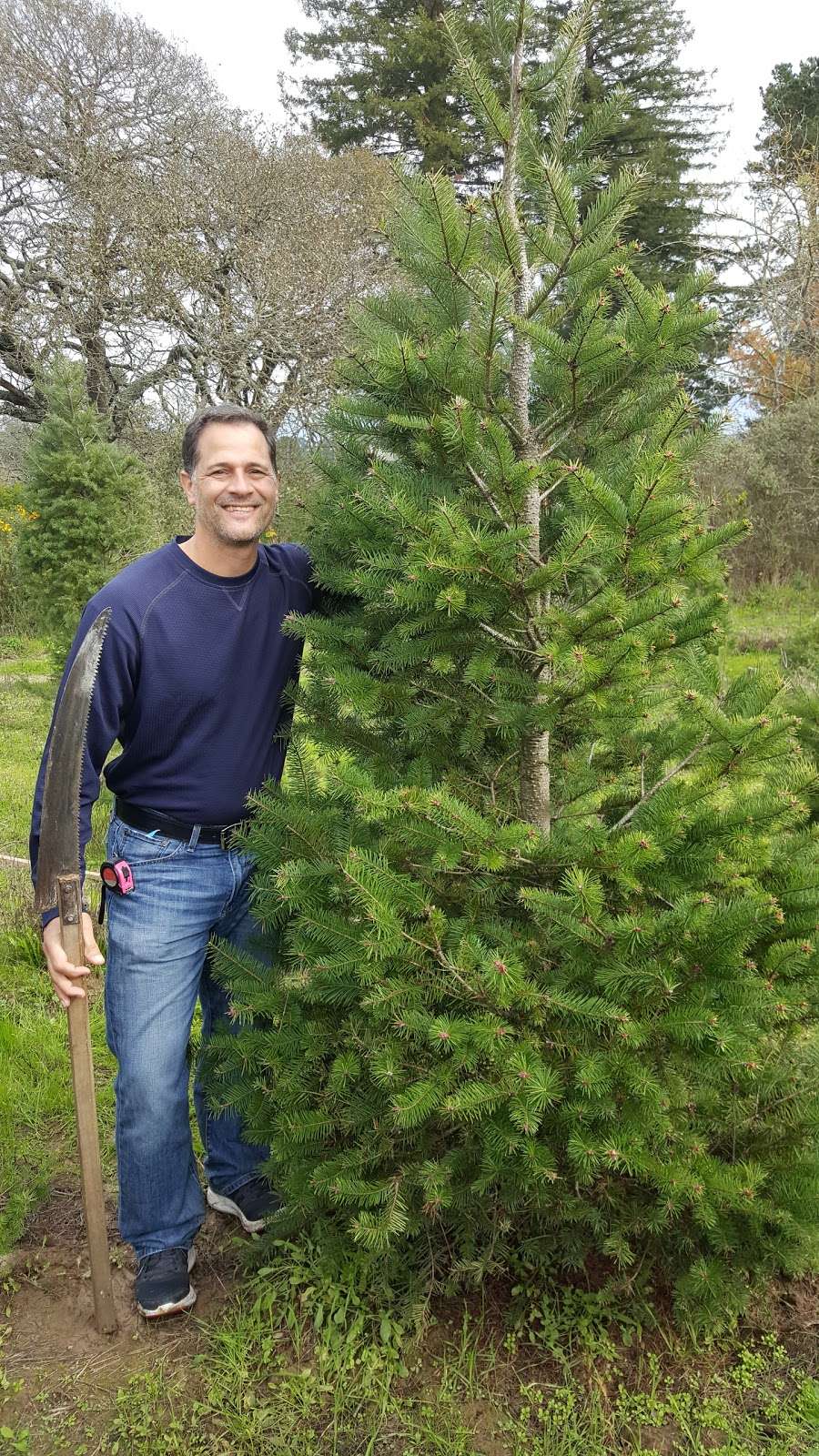 Garlock Christmas Trees | 2275 Bloomfield Rd, Sebastopol, CA 95472, USA | Phone: (707) 823-4307