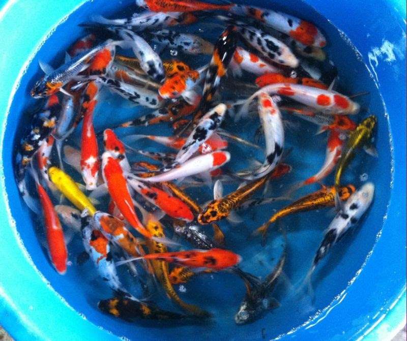 Wholesale Koi Farm | 930 Seventh St, Norco, CA 92860 | Phone: (619) 630-0823