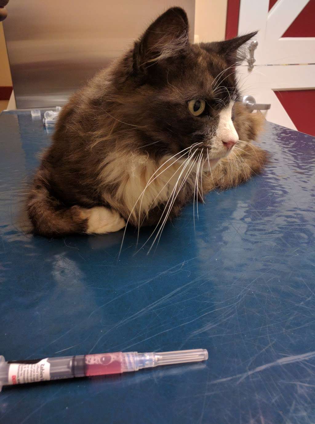 Barnside Veterinary Hospital | 1236 NJ-33, Farmingdale, NJ 07727, USA | Phone: (732) 919-7373