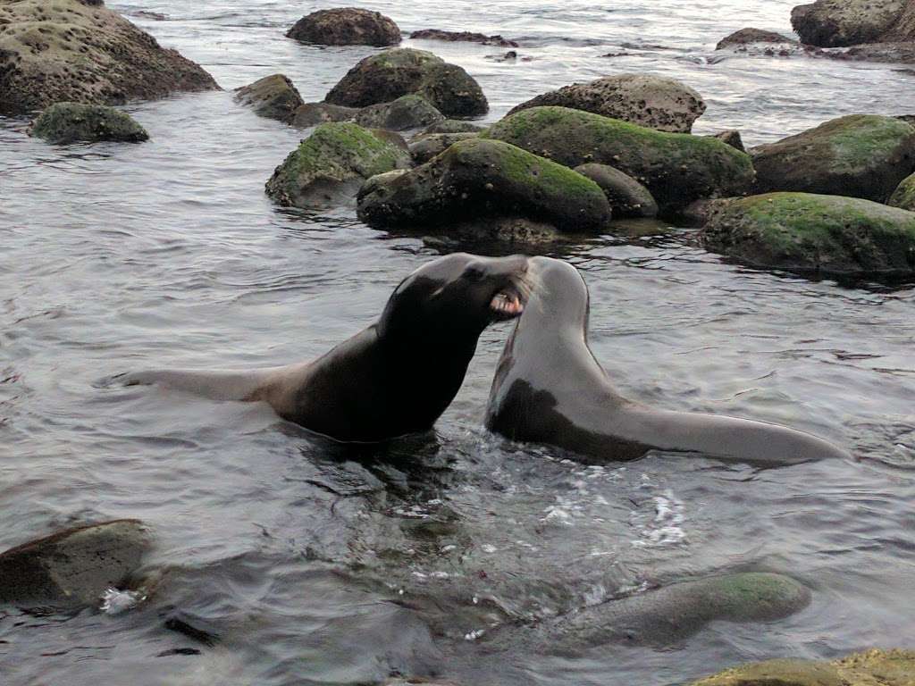 Tide Pool | 1160 Coast Blvd, La Jolla, CA 92037, USA