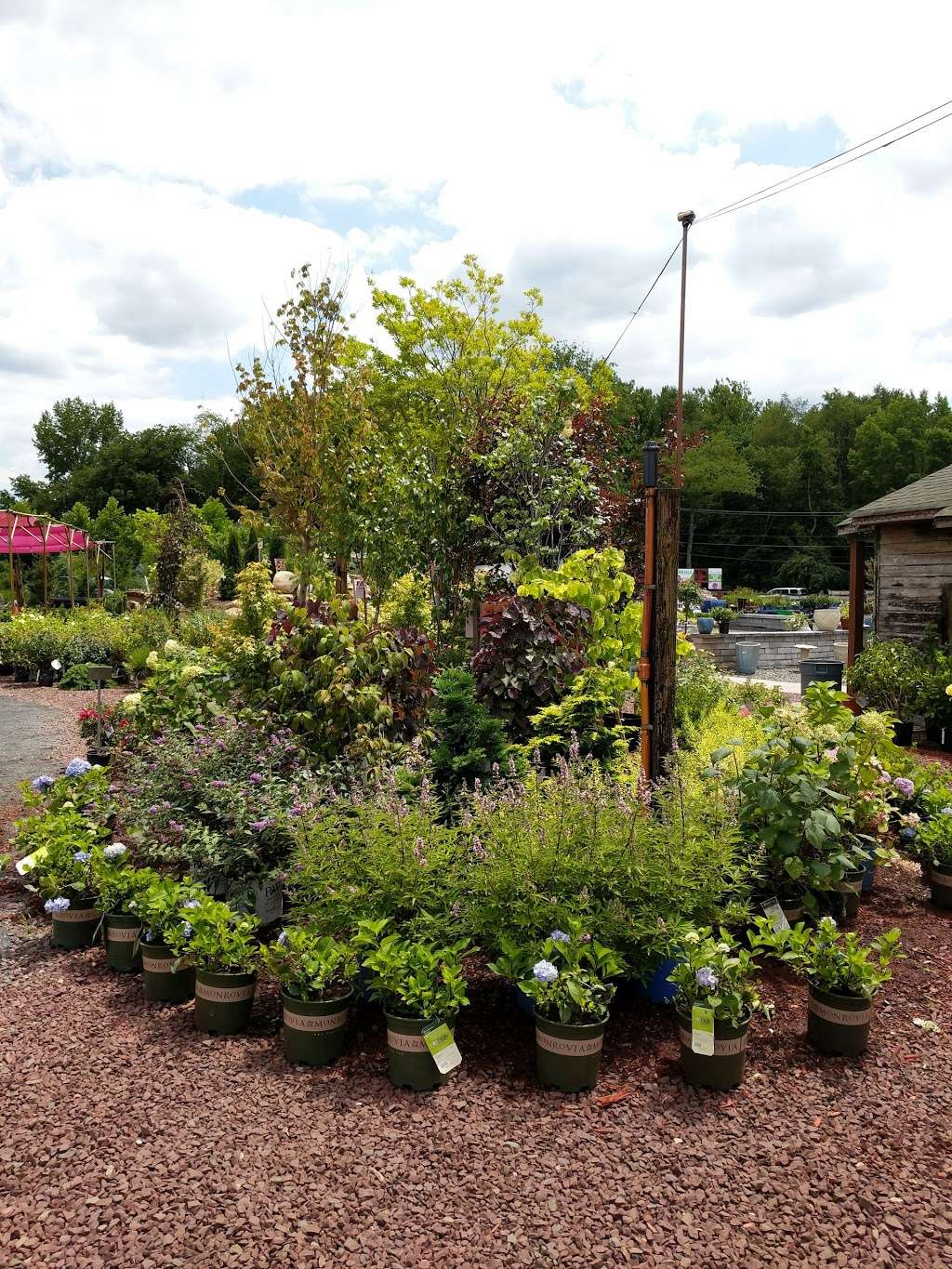 Laurel Oak Garden Center | 199 Tomlinson Mill Rd, Marlton, NJ 08053, USA | Phone: (856) 596-7779