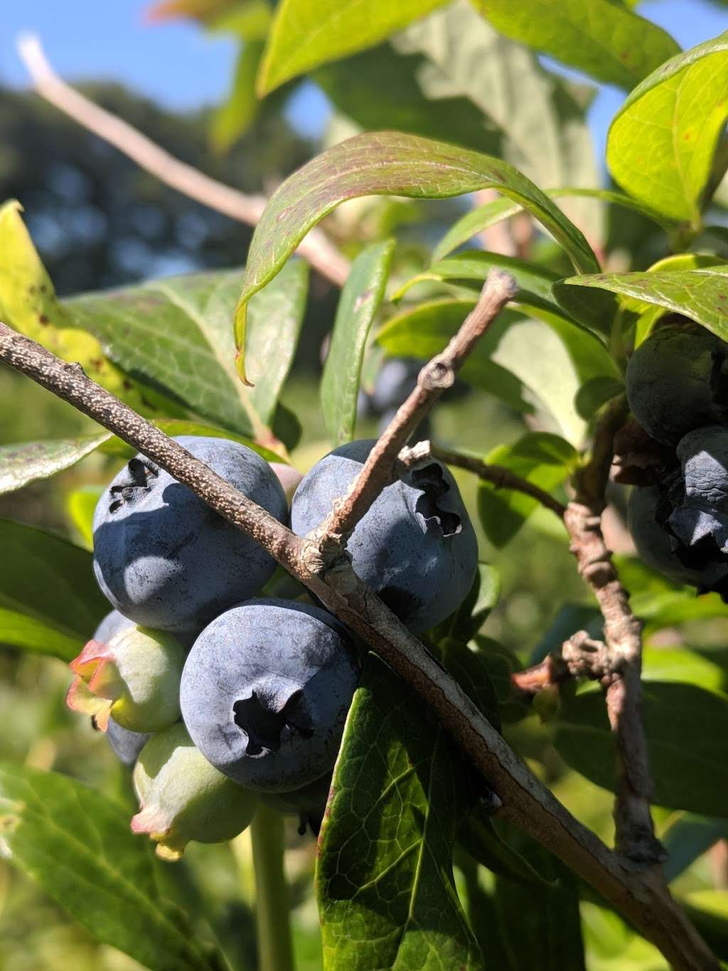 Gianettis U-Pick Blueberries | 557 Union Street, Franklin, MA 02038 | Phone: (508) 528-9430