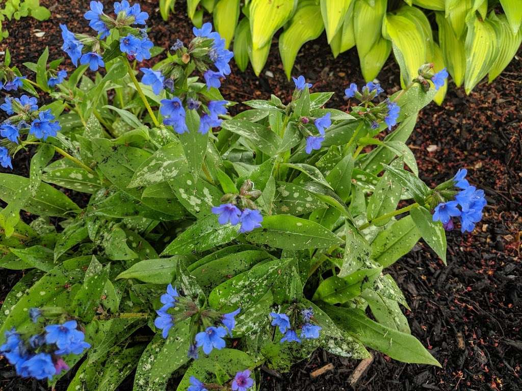 Kazanjians Groton Nursery & Garden Center | 386 West Main Street, West Groton, MA 01472, USA | Phone: (978) 448-5761