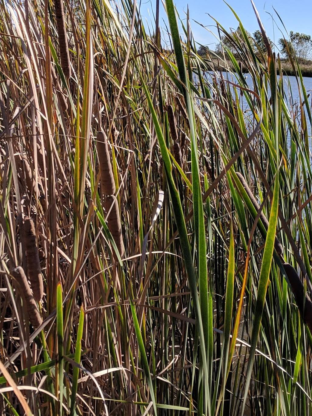 John Bunker Sands Wetland Center | 655 Martin Ln, Seagoville, TX 75159, USA | Phone: (972) 474-9100