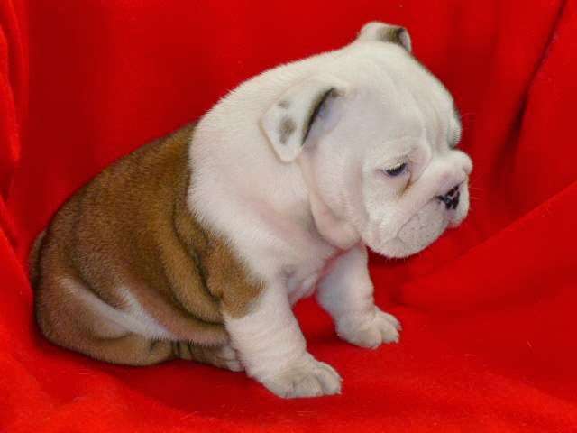 Master Bulldogs | 1204 E Maple Ave, Sterling, VA 20164, USA | Phone: (571) 331-5191