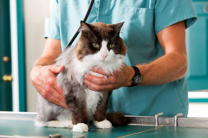 Mansfield Veterinary Health Center | 619 East St, Mansfield, MA 02048, USA | Phone: (508) 339-5775