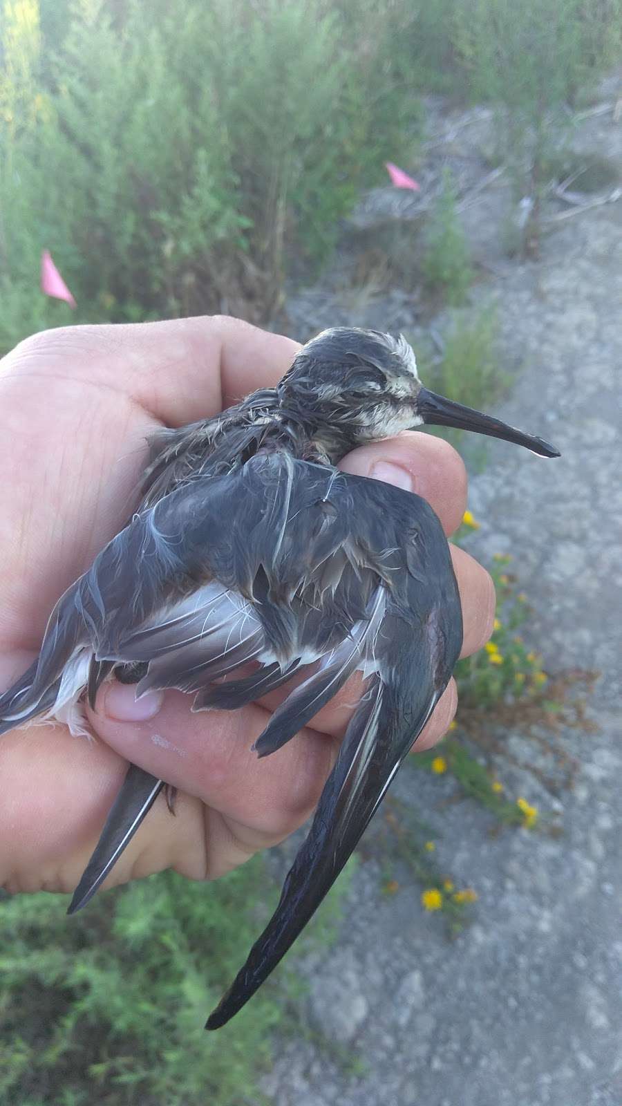 San Pablo Bay National Wildlife Refuge Headquarters | 2100 Sears Point Rd, Sonoma, CA 95476, USA | Phone: (707) 769-4200