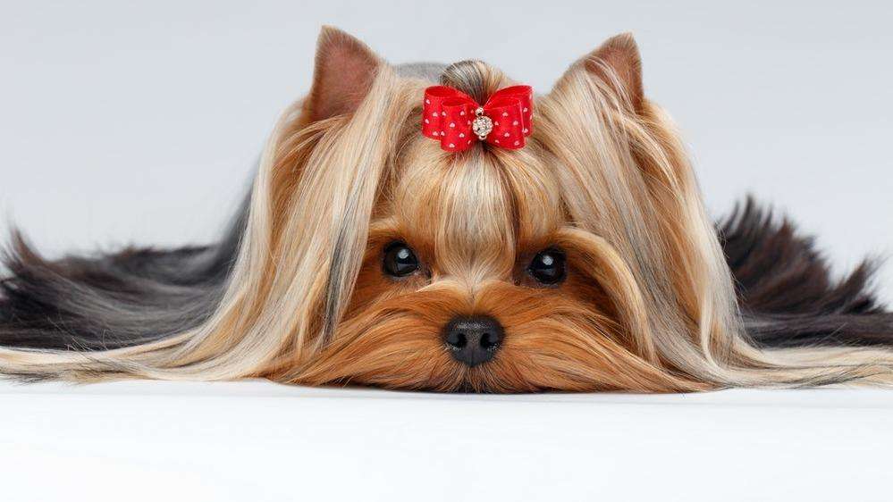 Pamper Your Pet Dog Grooming | 133 Bloomfield Ave, Verona, NJ 07044, USA | Phone: (973) 857-2799