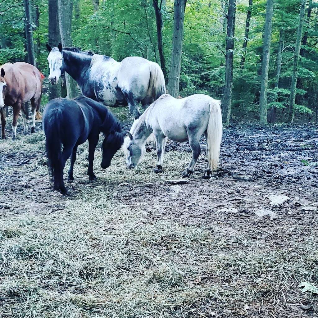 Rocky Pine Acres Miniature Horses and Tack Shop | 7182 White Rock Rd, Chambersburg, PA 17202, USA | Phone: (717) 352-7262