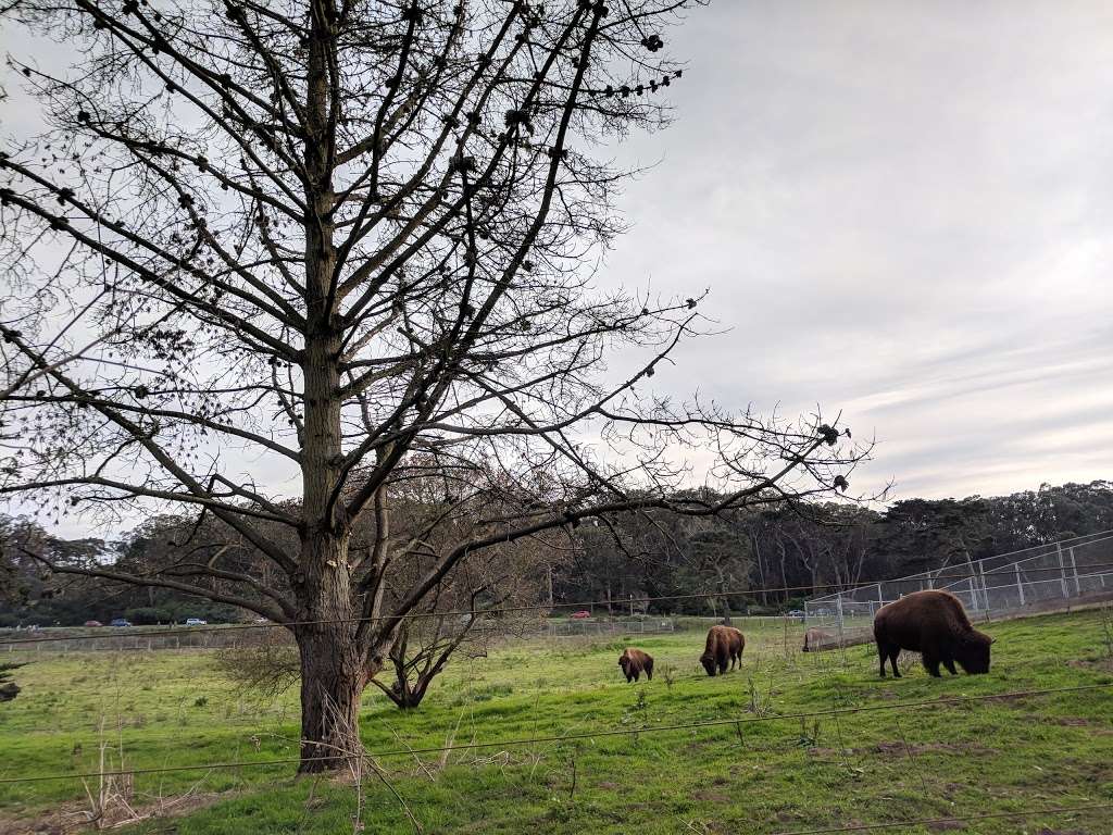 Bison Paddock | 1237 John F Kennedy Dr, San Francisco, CA 94121, USA | Phone: (415) 831-6818