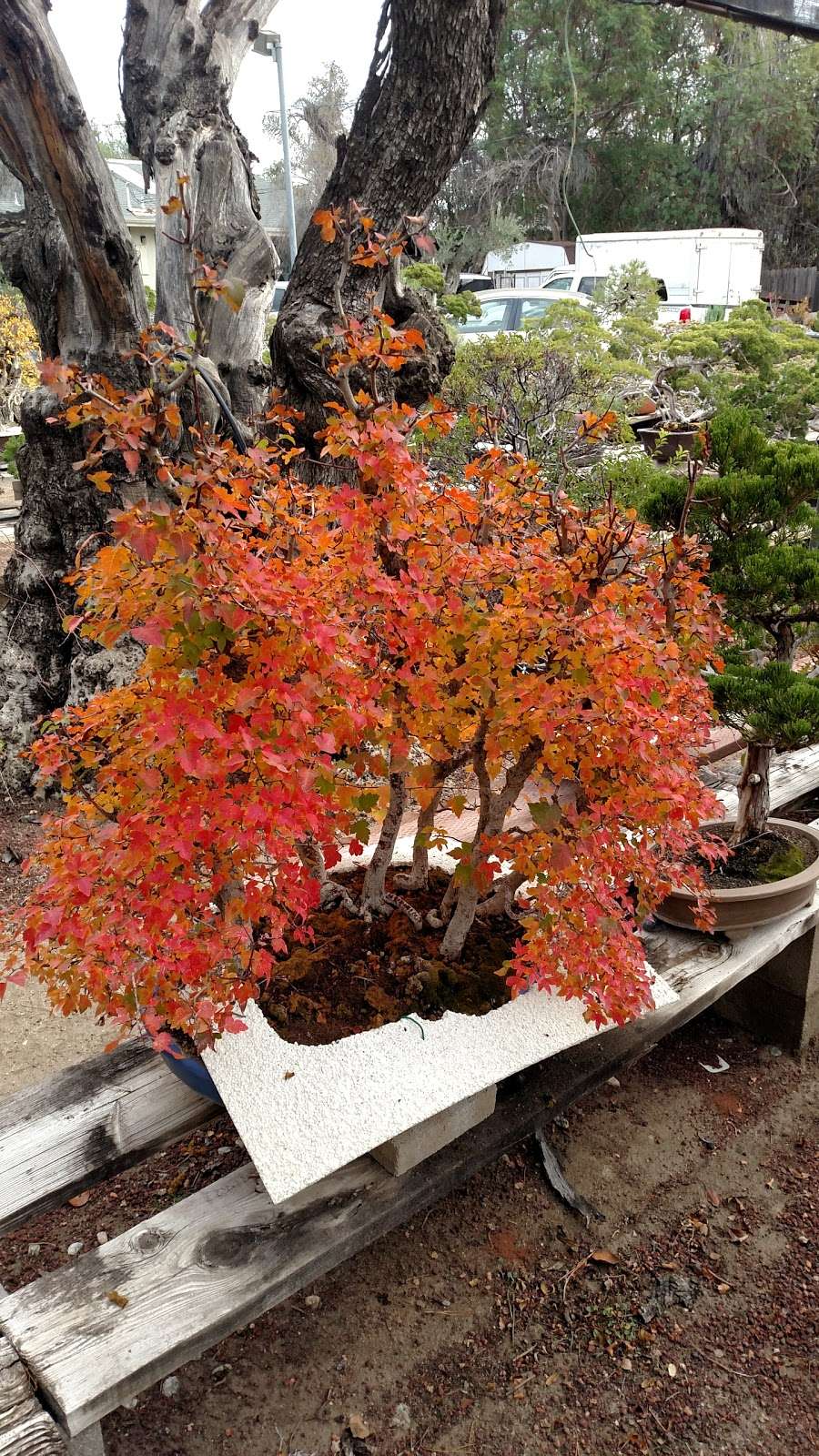 Fuji Bonsai Nursery | 13170 Glenoaks Blvd, Sylmar, CA 91342 | Phone: (818) 367-5372