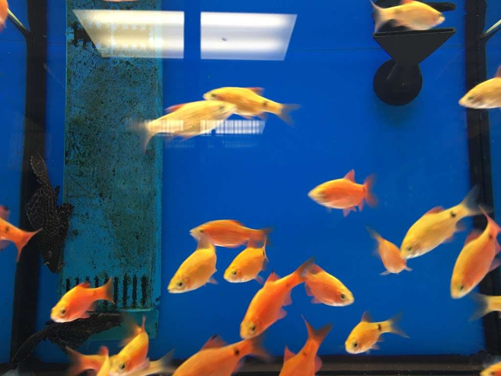 dream aquarium hialeah