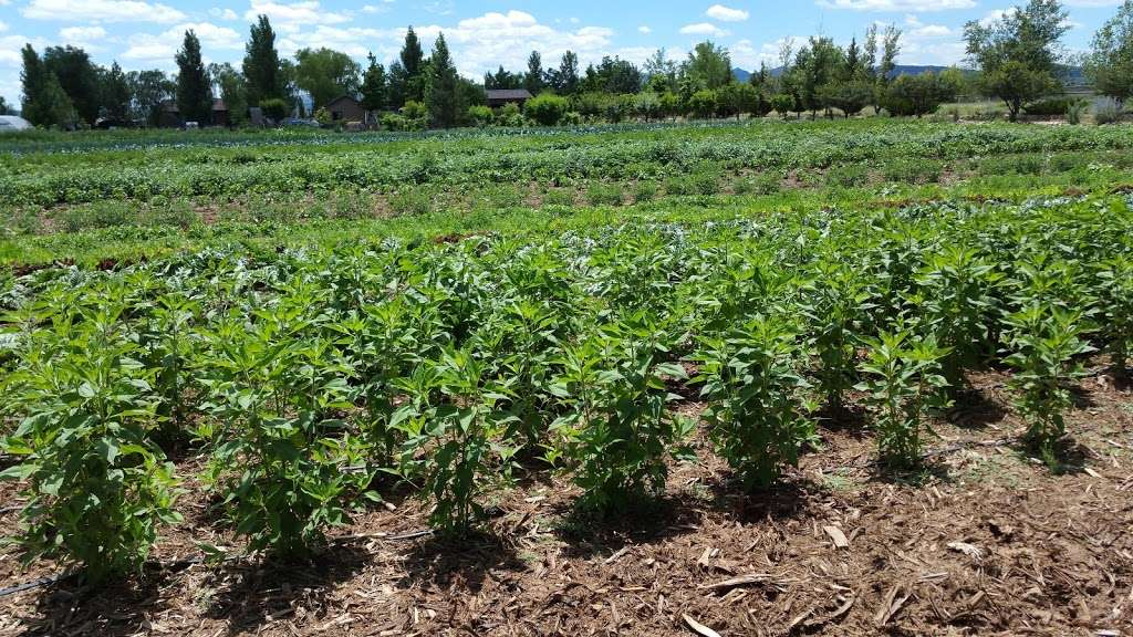 Peters Organic World | 1949 E University Dr #209, Tempe, AZ 85281, USA | Phone: (480) 837-8768