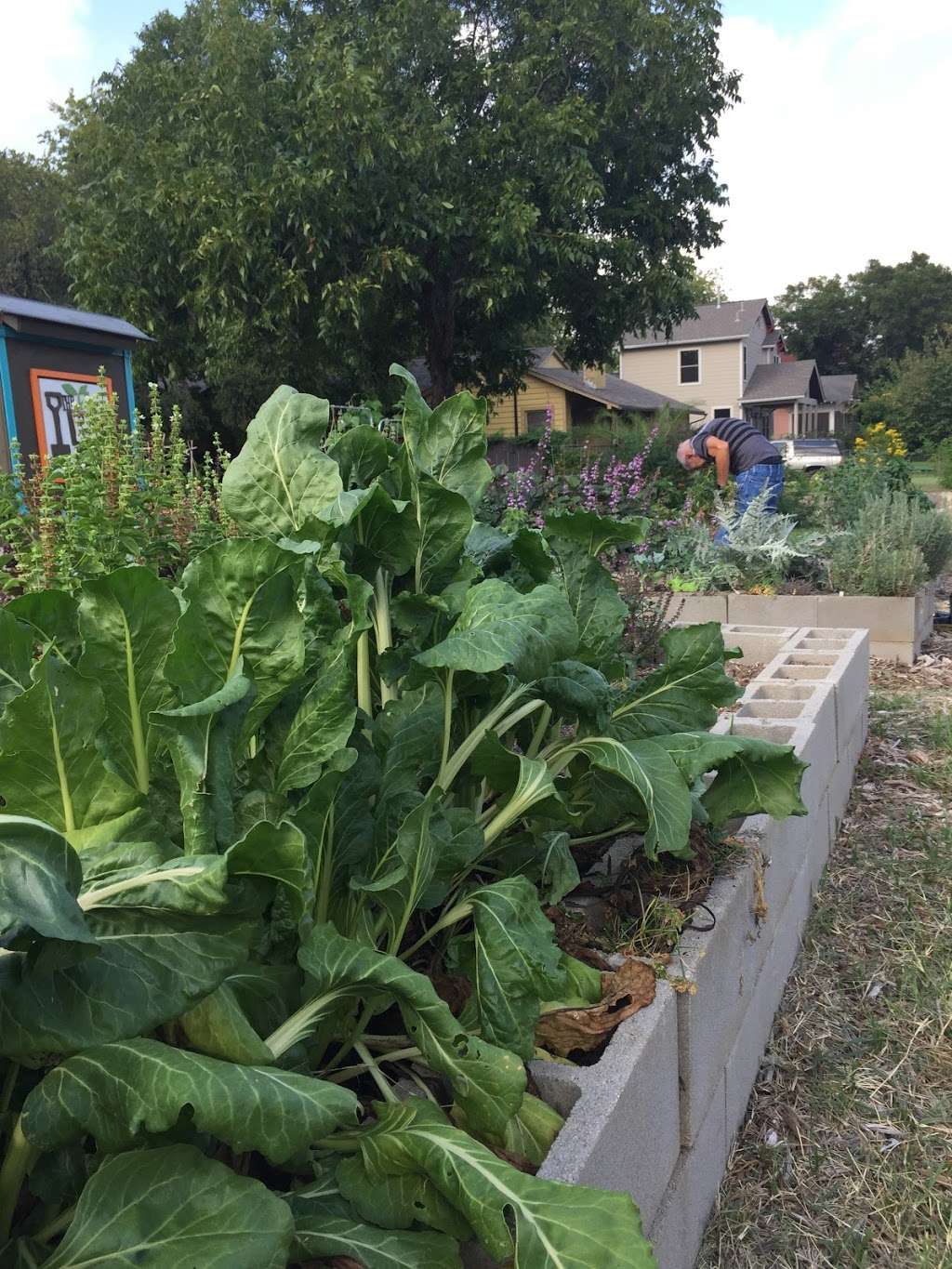 Mahncke Park Community Garden | 330 Funston Pl, San Antonio, TX 78209, USA | Phone: (210) 222-8430