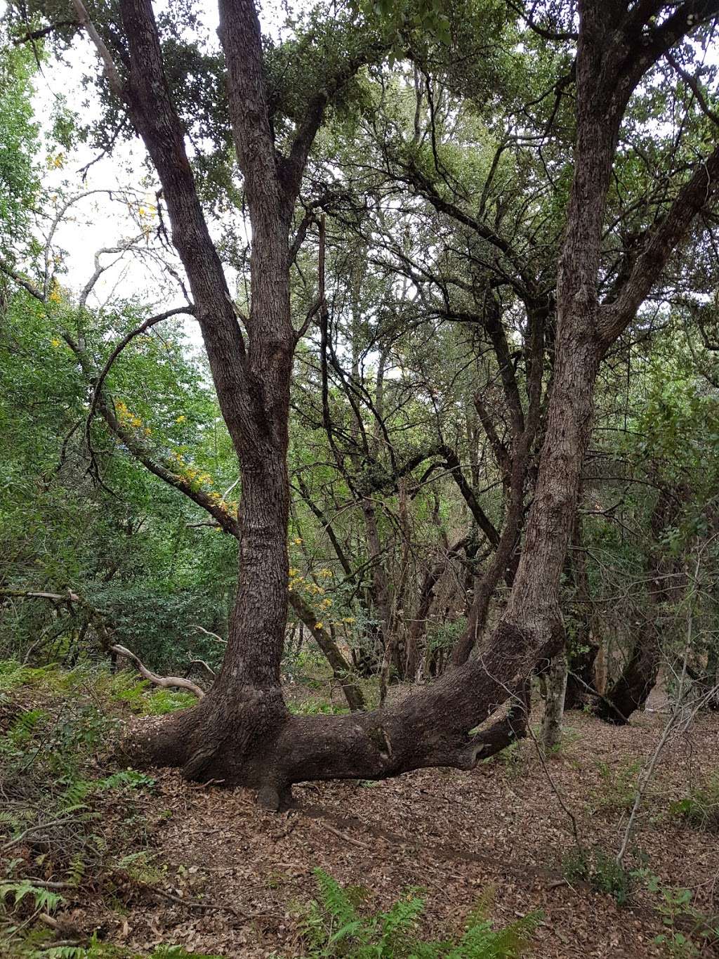 Los Trancos Open Space Preserve | Los Altos, CA 94022 | Phone: (650) 691-1200