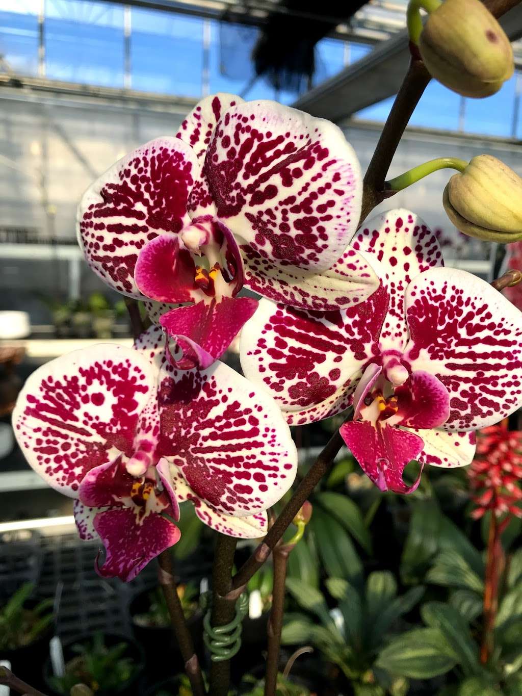 White Plains Orchids | 1485 Mamaroneck Ave, White Plains, NY 10605, USA | Phone: (914) 948-2064