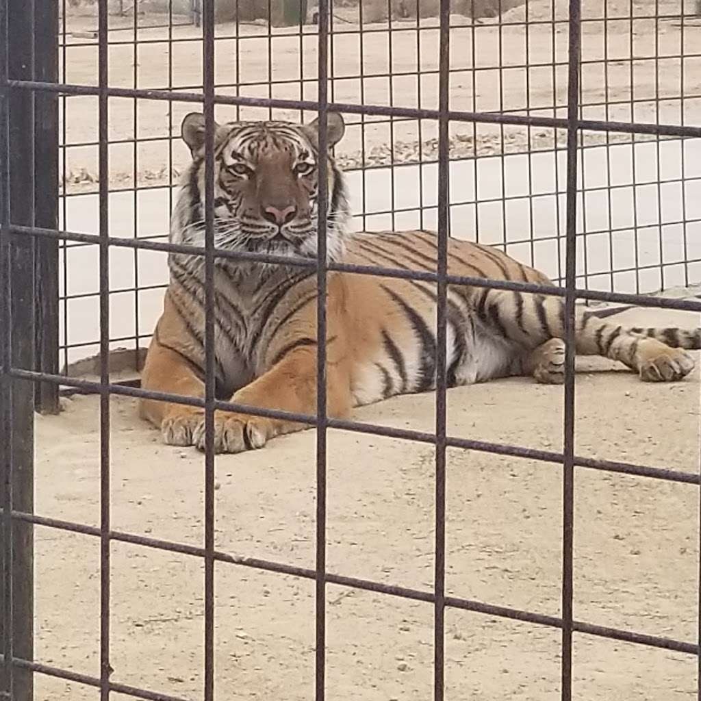 Exotic Feline Breeding Compound | 3718 60th St W, Rosamond, CA 93560, USA | Phone: (661) 256-3332