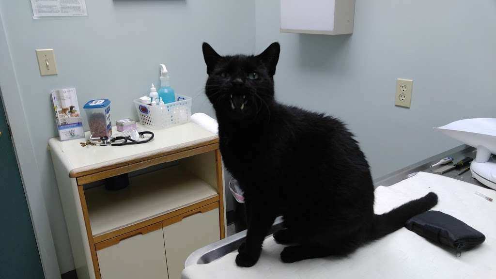 Feline Hospital | 81 Webb St, Salem, MA 01970 | Phone: (978) 744-8020