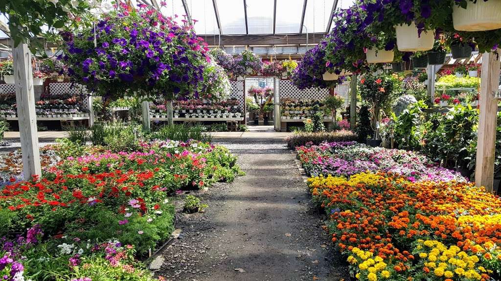 Hollandia Nurseries | 103 Old Hawleyville Rd, Bethel, CT 06801, USA | Phone: (203) 743-0267