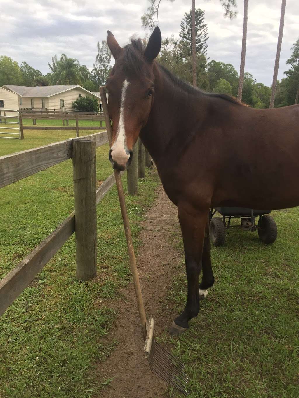 All In Horsemanship, LLC | 12550 170th Rd N, Jupiter, FL 33478 | Phone: (561) 427-9751