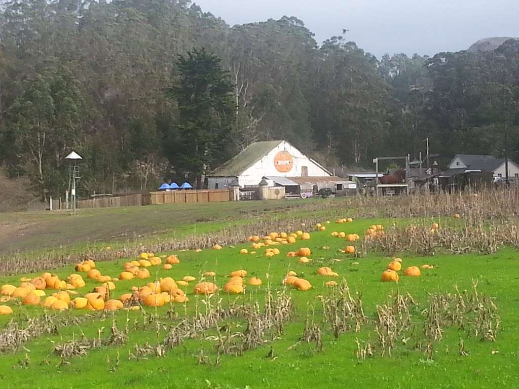 Aratas Pumpkin Farm | 185 Verde Rd, Half Moon Bay, CA 94019, USA | Phone: (650) 726-7548