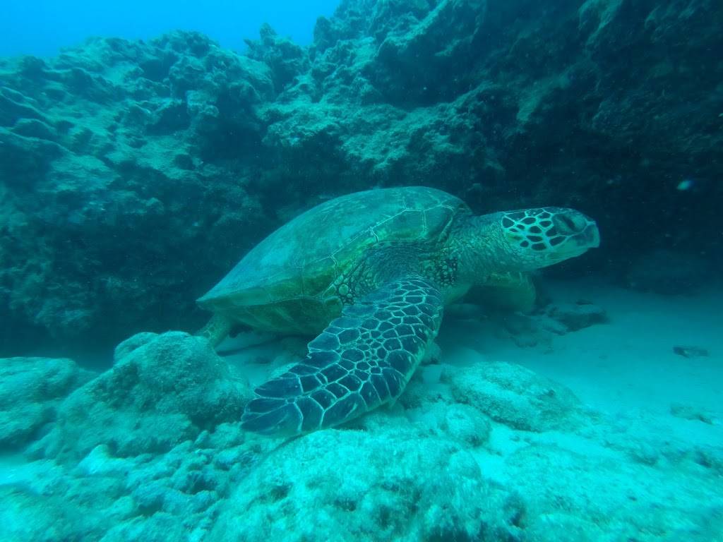 Oahu Scuba Tours | 1025 Ala Moana Blvd Pier A, Honolulu, HI 96814, USA | Phone: (808) 312-3096