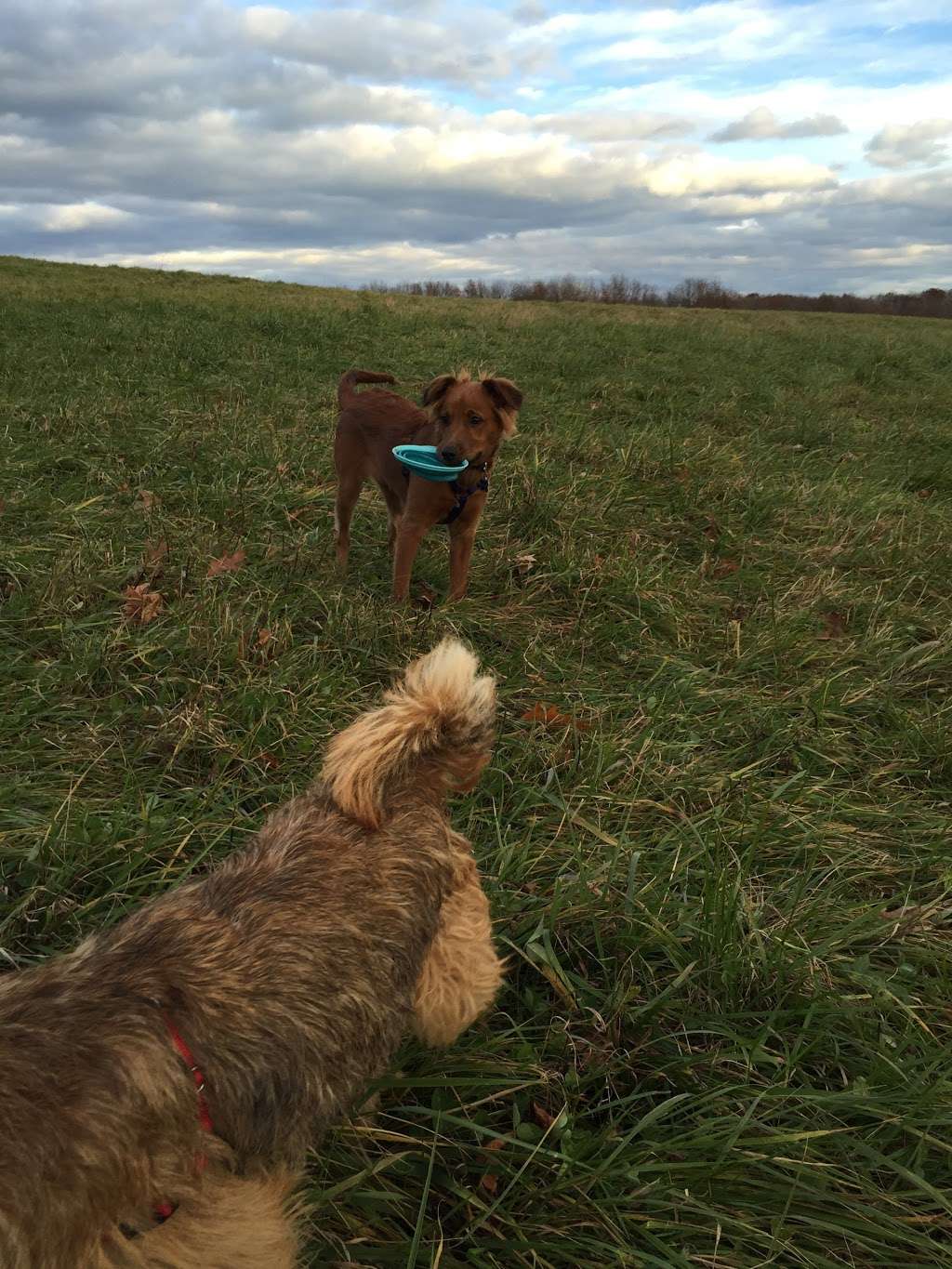 Runway Dog Park | 1214 E Rawson Ave, Oak Creek, WI 53154, USA | Phone: (414) 257-7275