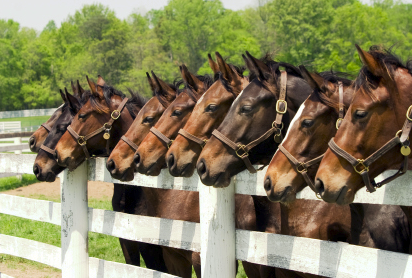 Echo Ridge Show Jumping | 2927 English Pl, Chino Hills, CA 91709, USA | Phone: (714) 396-9064