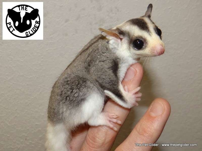 The Pet Glider | 11407 Craighead Dr, Houston, TX 77025, USA | Phone: (713) 446-4415