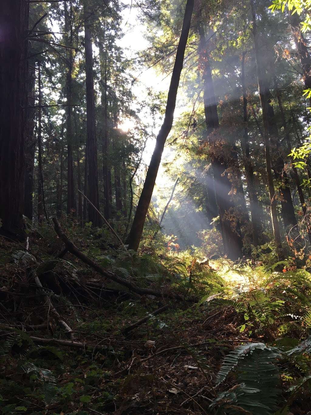 Tarwater Trailhead Parking | Tarwater Trail, La Honda, CA 94020, USA | Phone: (650) 879-0238