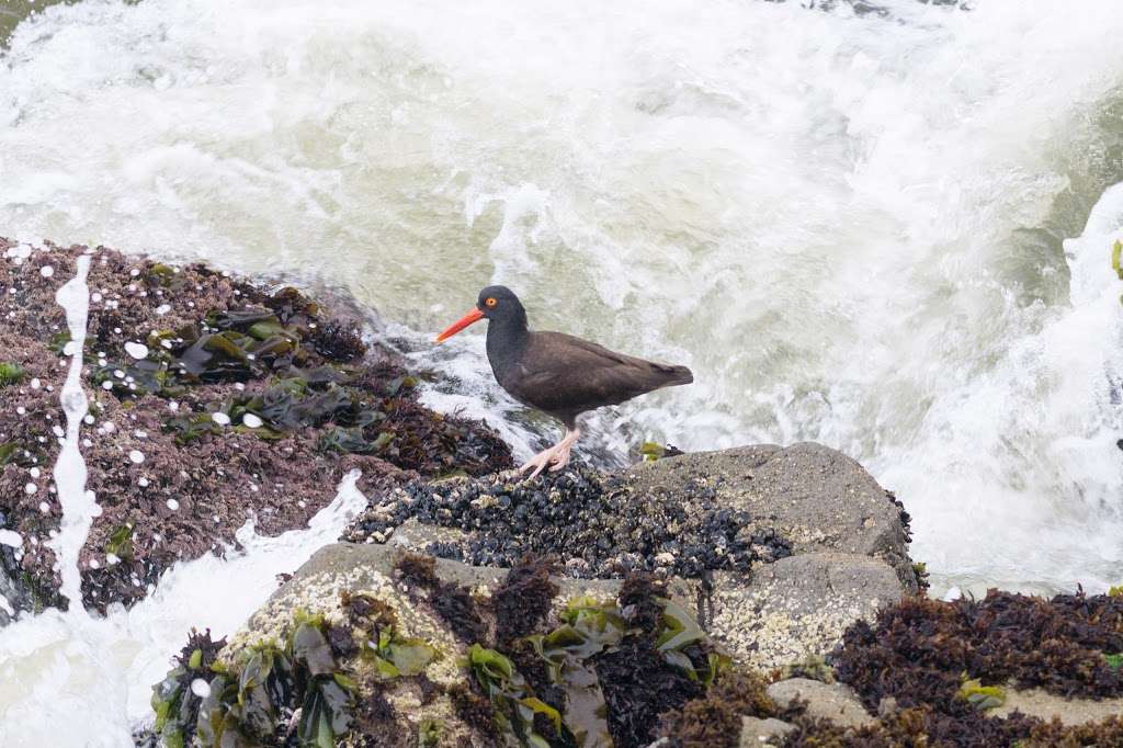 Mirada Surf Beach | Mirada Rd & Magellan Ave, Half Moon Bay, CA 94019