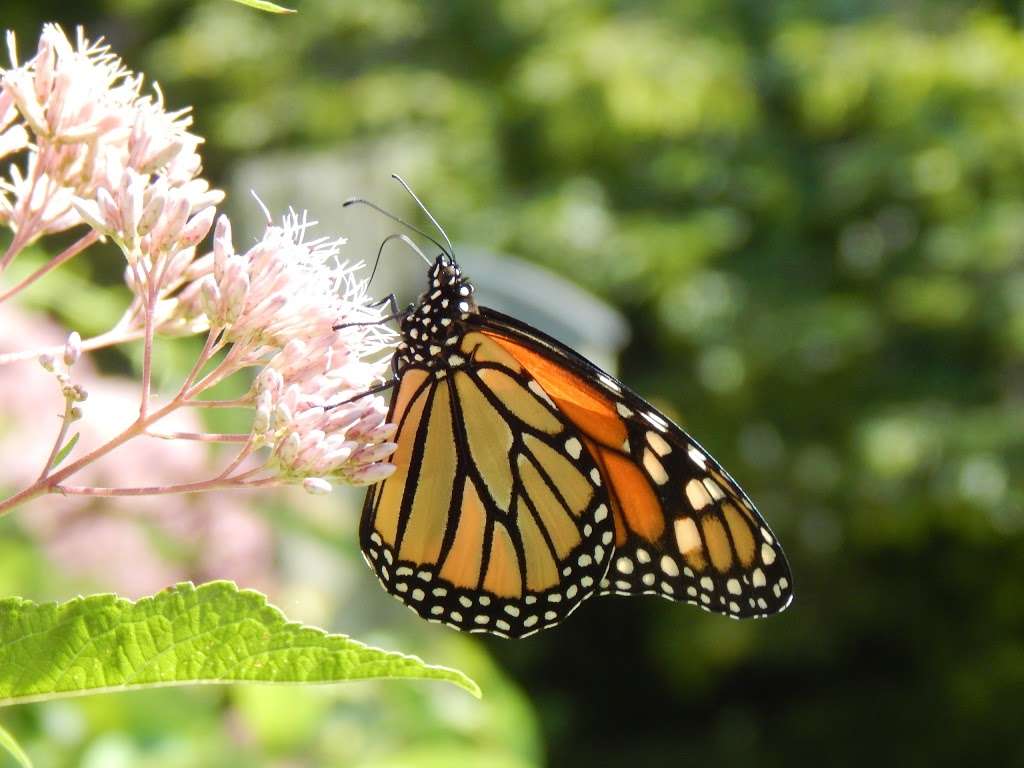 Schuylkill Center for Environmental Education | 8480 Hagys Mill Rd, Philadelphia, PA 19128, USA | Phone: (215) 482-7300