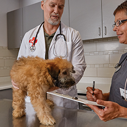 Petco Veterinary Services | 3485 Grand Oaks, Corona, CA 92881, USA | Phone: (951) 808-4765