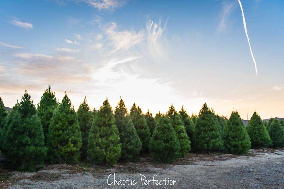 Peltzer Pines Christmas Tree Farm | 7851 Black Star Canyon Rd, Silverado, CA 92676, USA | Phone: (714) 649-9251