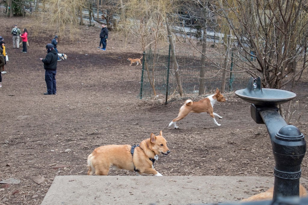 Hillside Dog Park | Vine St, Brooklyn, NY 11201, USA | Phone: (212) 639-9675