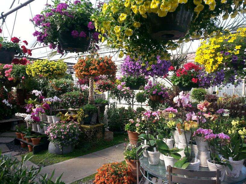 Robertsons Flowers & Events | 1301 E Mermaid Ln, Glenside, PA 19038, USA | Phone: (215) 836-3050