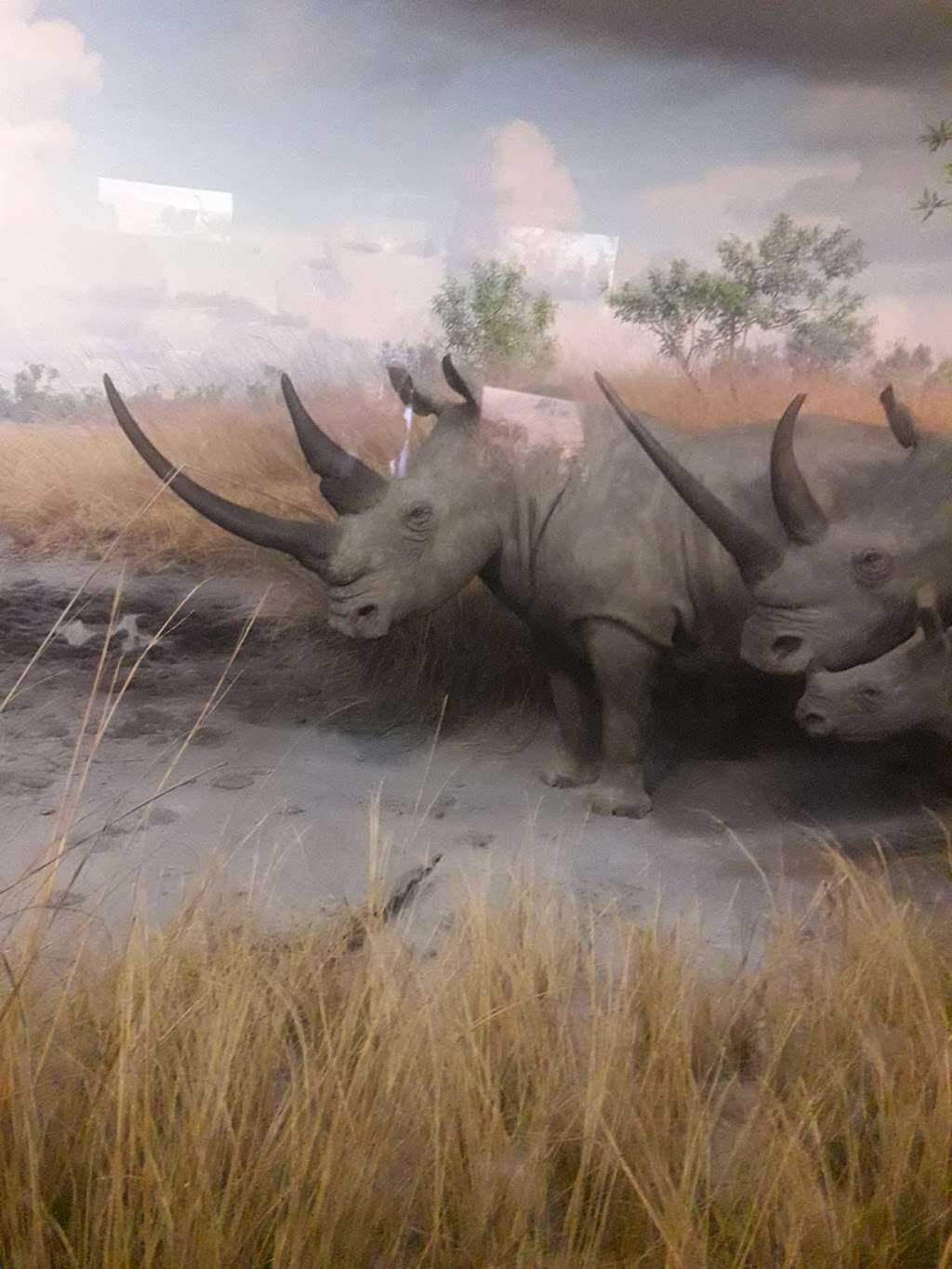 American Museum Of Natural History | Jackson, NJ 08527, USA