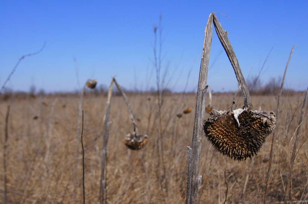 Ralph and Martha Perry Memorial State Wildlife Area | Concordia, MO 64020, USA