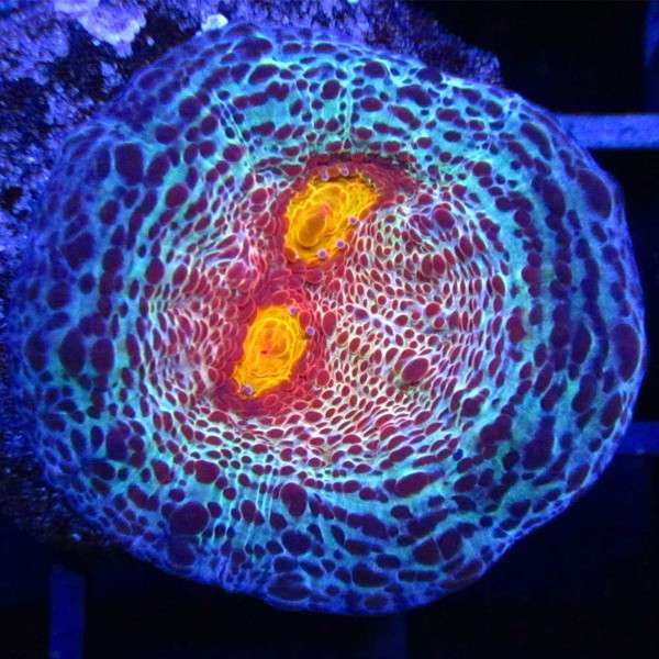 9reef Corals and Aquarium Supply | 5451 S Bryant Ave, Sanford, FL 32773 | Phone: (407) 912-5367