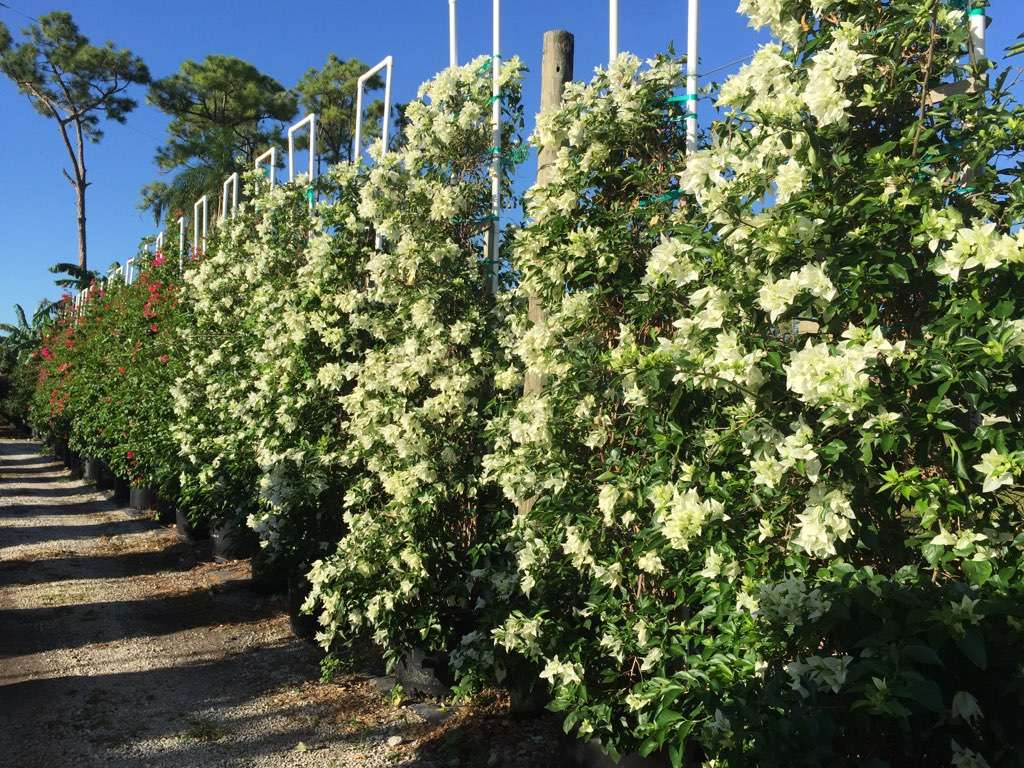 Meyer's Turf & Landscape Nursery South, 7760 Southern Blvd, West Palm