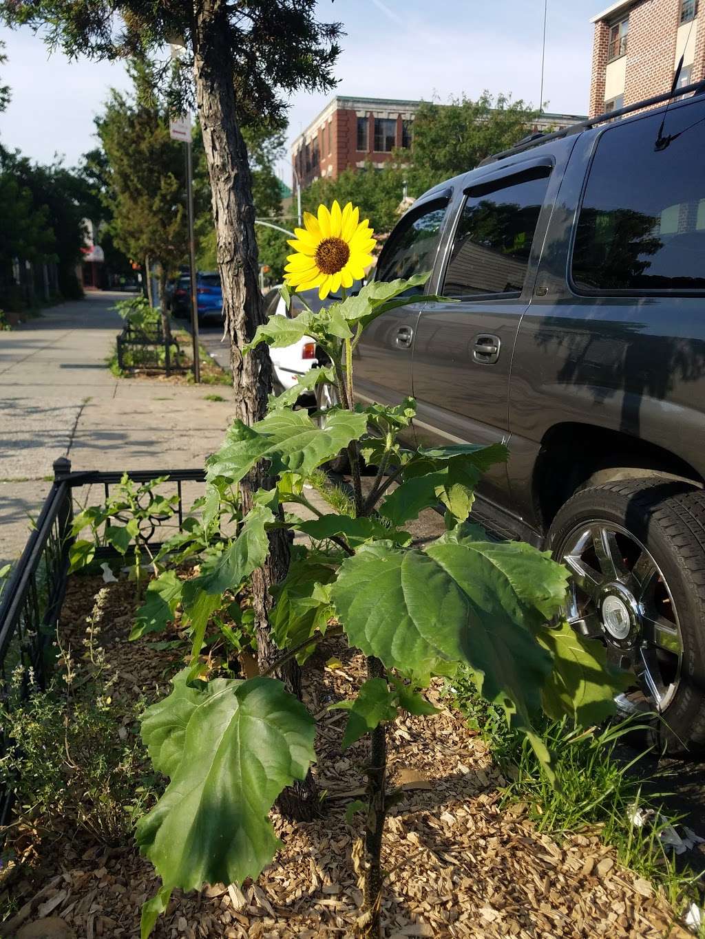 Imani Community Garden | 87-91 Schenectady Ave, Brooklyn, NY 11213, USA | Phone: (212) 333-2552