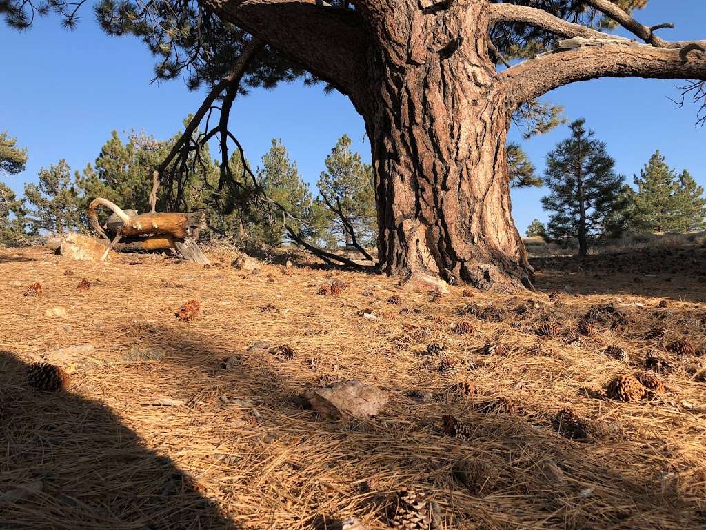 Mt. Pinos Hiking Trail | Forest Rte 9N24, Frazier Park, CA 93225, USA
