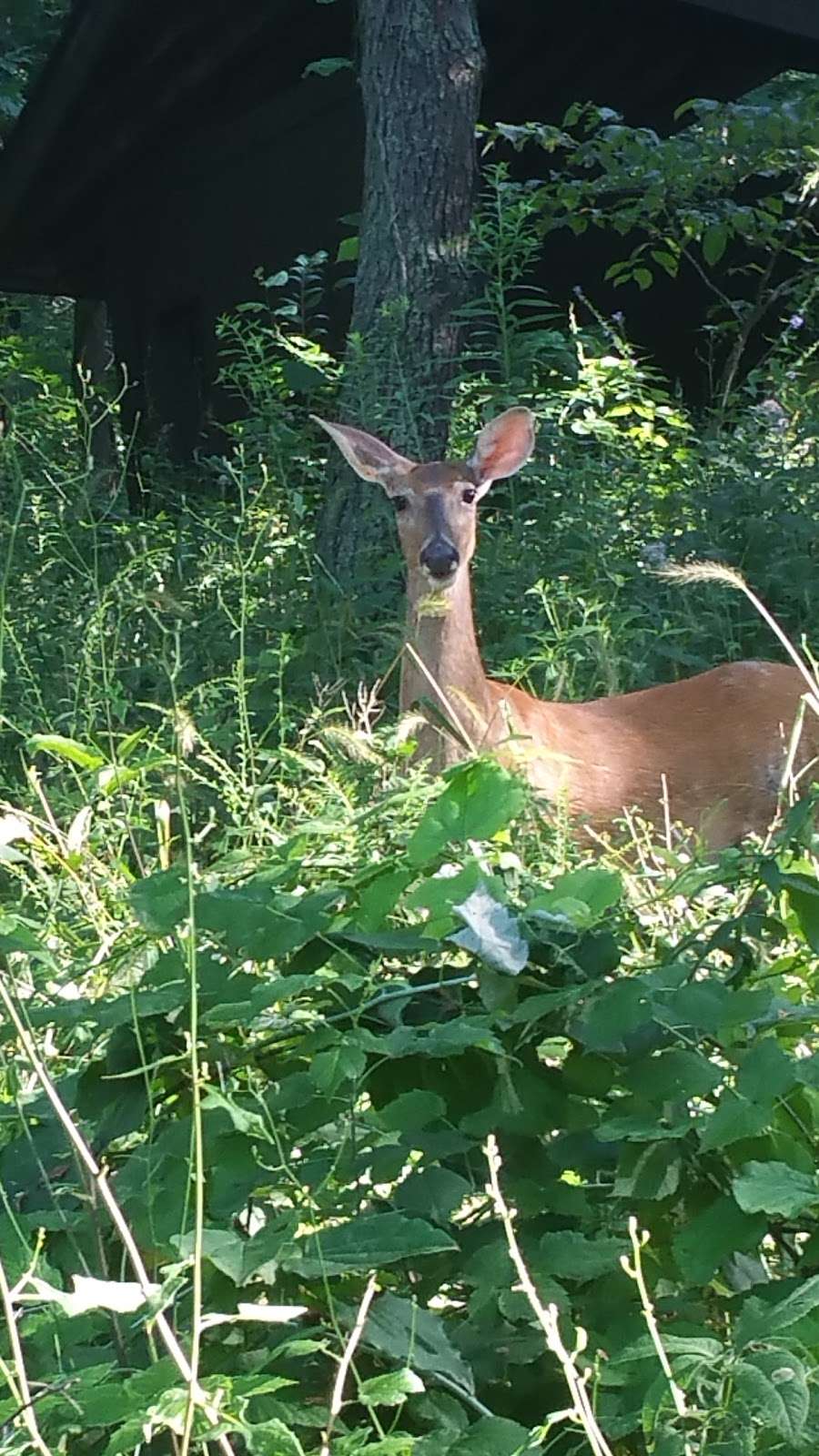 Norris Woods Nature Preserve | St. Charles, IL 60174