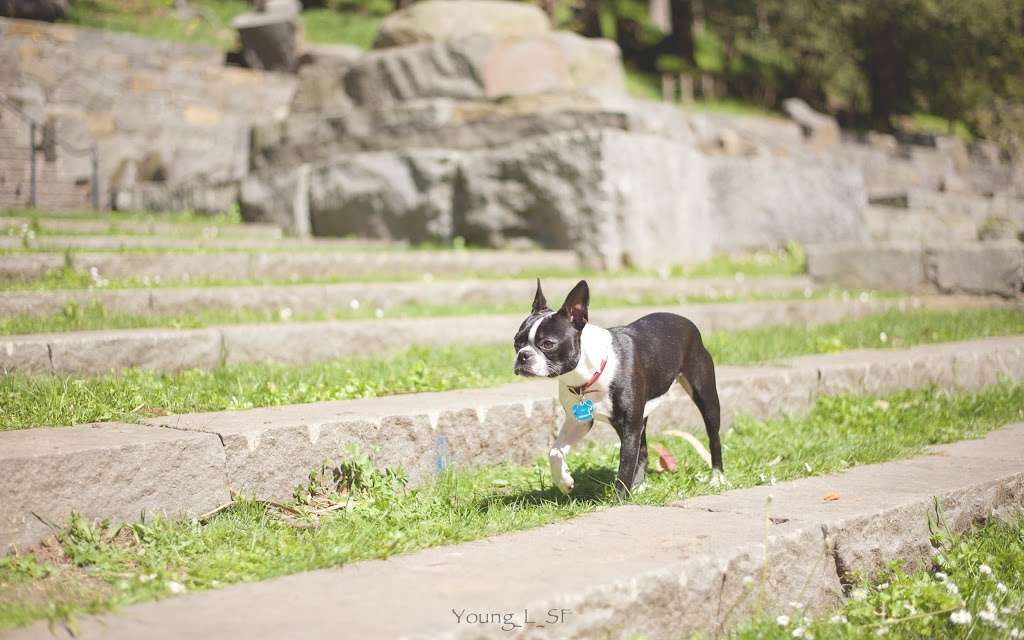 Stern Grove Dog Park | 100 Vale Ave, San Francisco, CA 94132, USA | Phone: (415) 831-2700