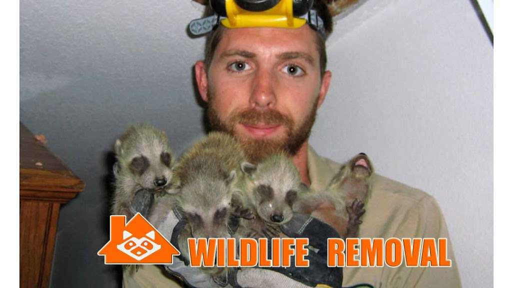 ACE Wildlife Removal Scranton | 825 S Keyser Ave B, Scranton, PA 18504, USA | Phone: (570) 904-8590