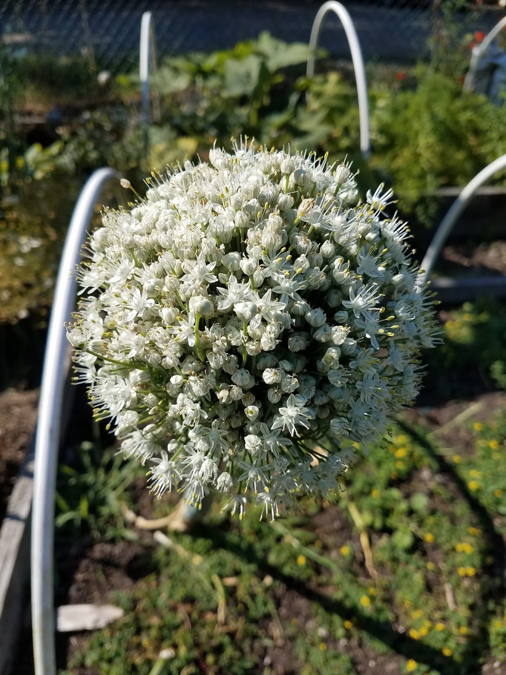 Beach Community Garden | 4629 N Campbell Ave, Portland, OR 97217 | Phone: (503) 823-7529