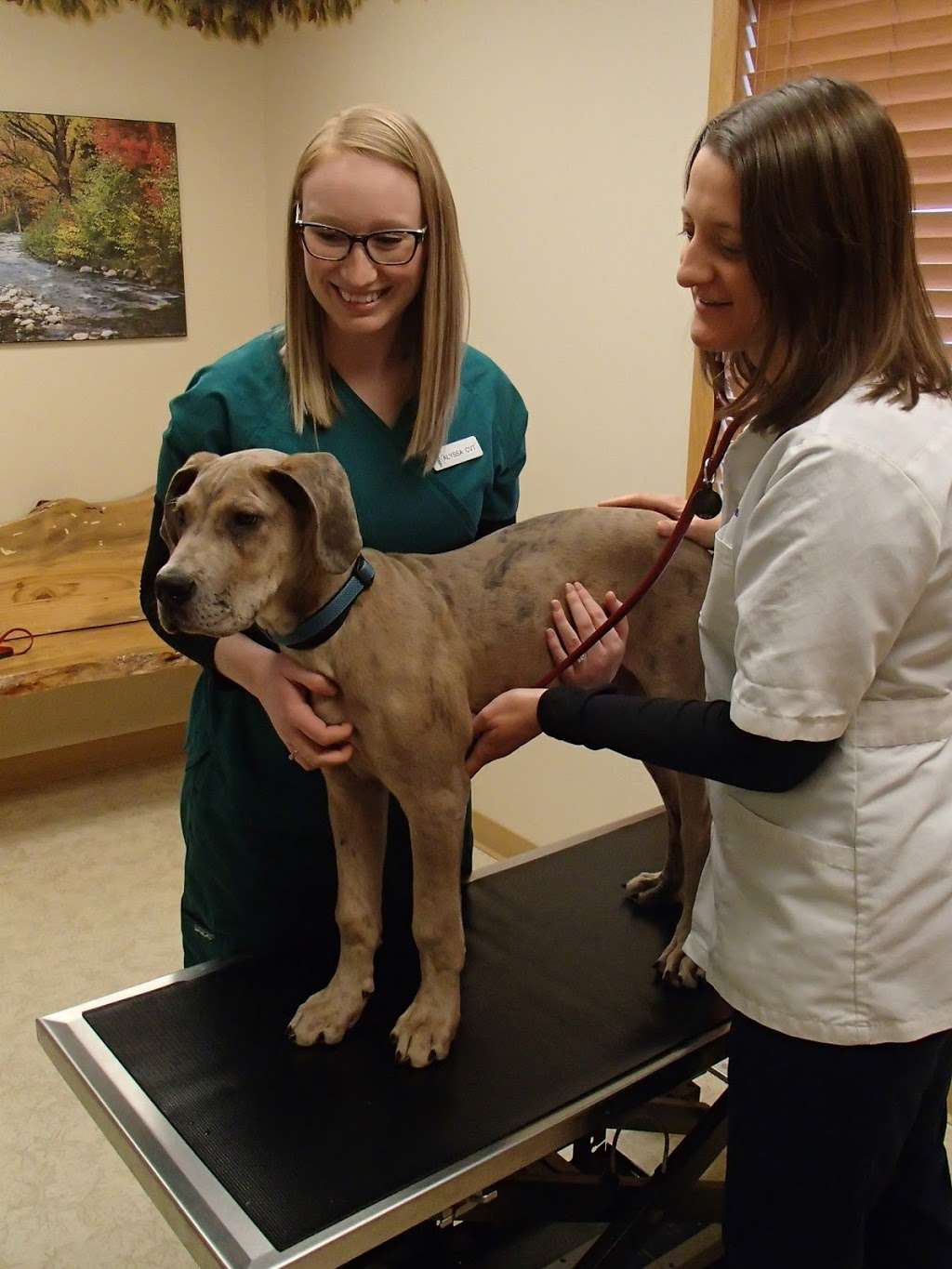 Forest Home Animal Clinic: Laura Bonofiglio, DVM | 11222 W Forest Home Ave #2, Franklin, WI 53132, USA | Phone: (414) 425-2340