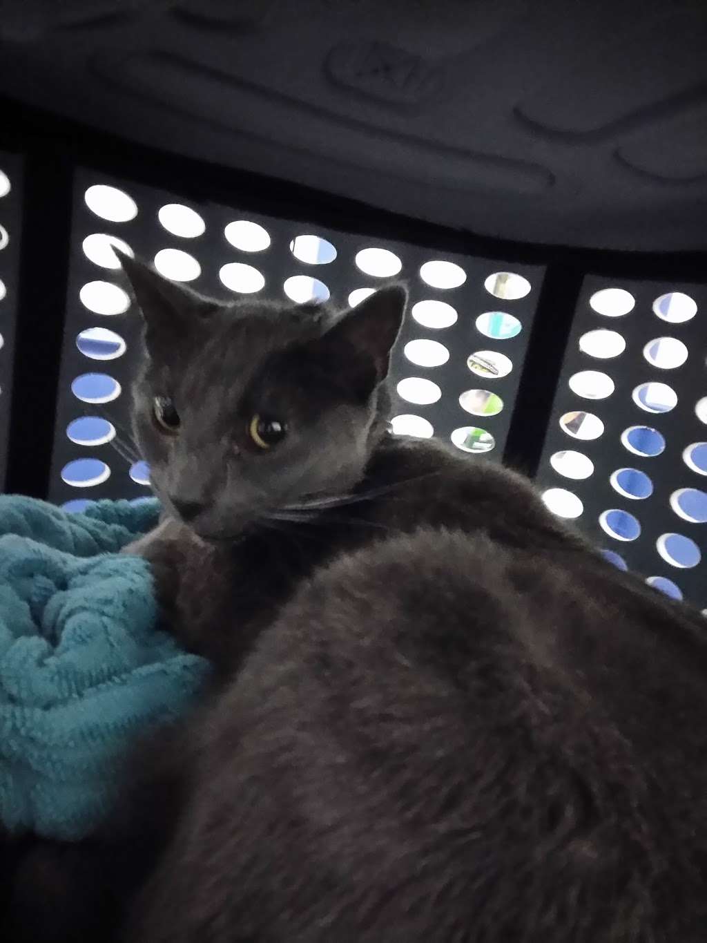 Telegraph Road Animal Hospital | 7863 Telegraph Rd, Severn, MD 21144, USA | Phone: (410) 551-3100