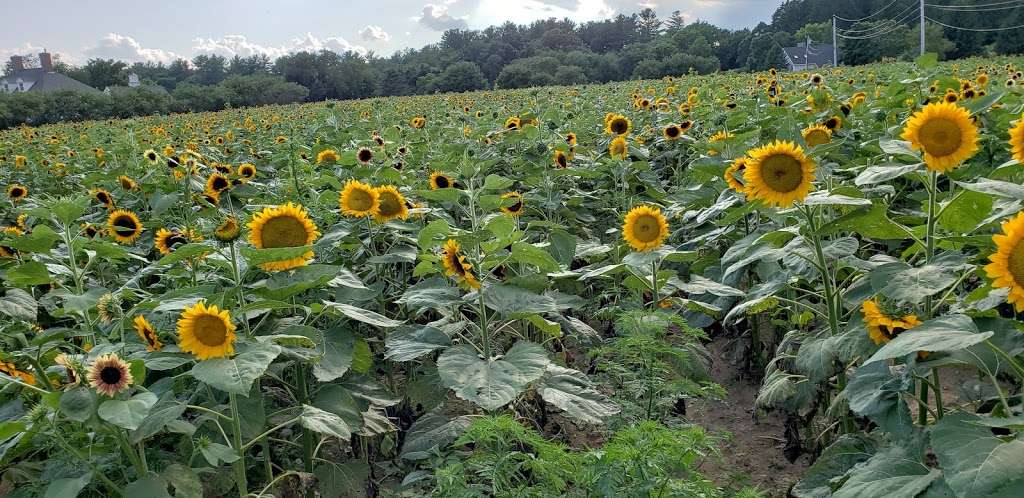 Tendercrop Farms | 93 Main St, Wenham, MA 01984, USA | Phone: (978) 468-0041