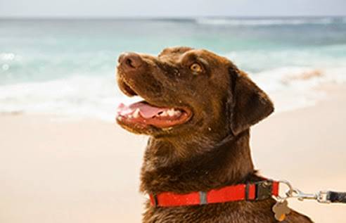 Kamaaina Pet Hospital | 820 W Hind Dr Suite 1224, Honolulu, HI 96821, USA | Phone: (808) 373-3911